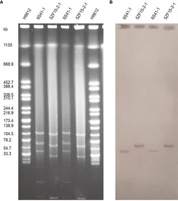 Genomic Characterization of Two Escherichia fergusonii Isolates Harboring mcr-1 Gene From Farm Environment